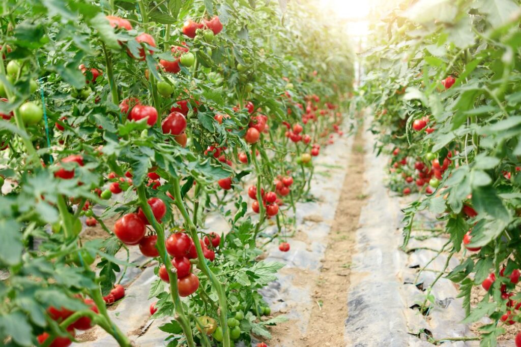 Tomatoes Girden - Campania 