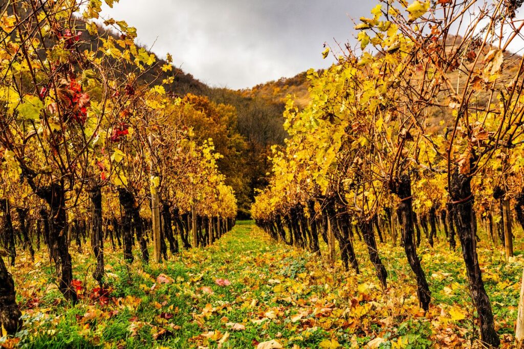 Franciacorta - a sparkling wine of Lombardy