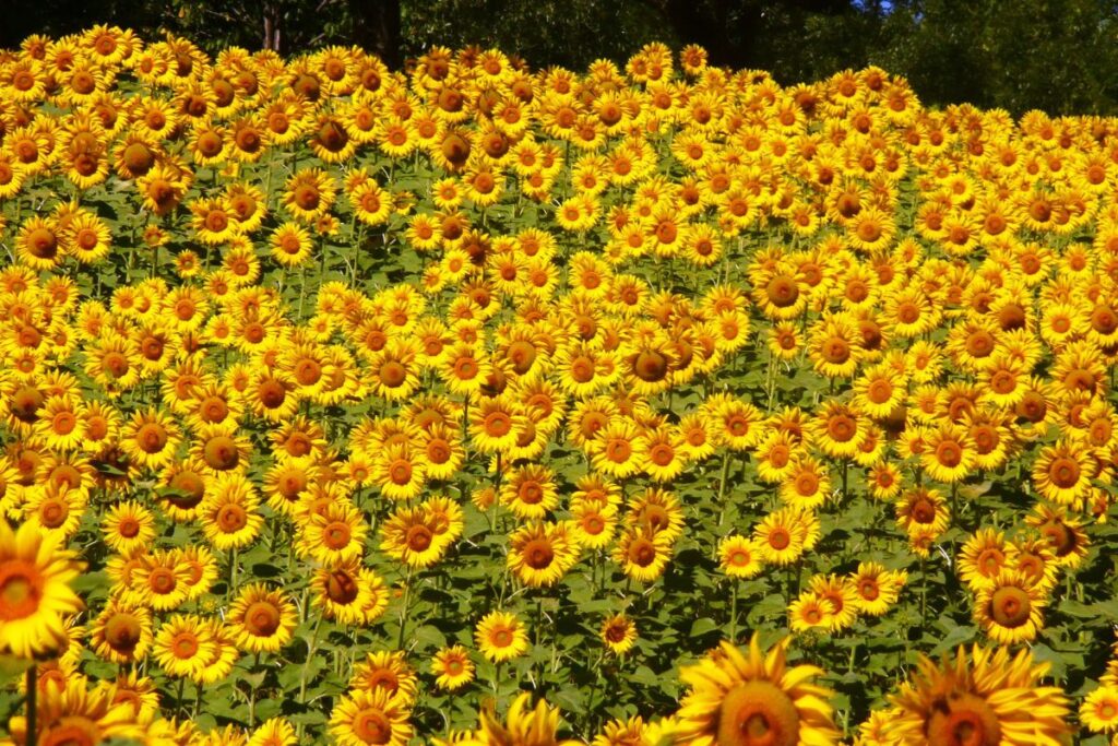 Sunflower photos from Abruzzo's mountainous area