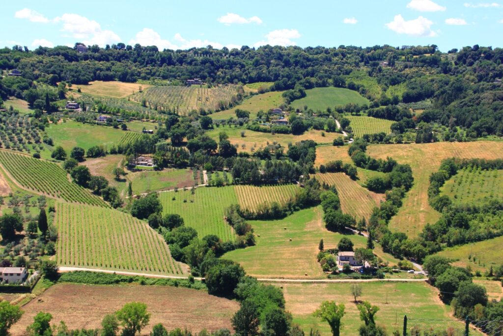 Wine Garden of Umbria